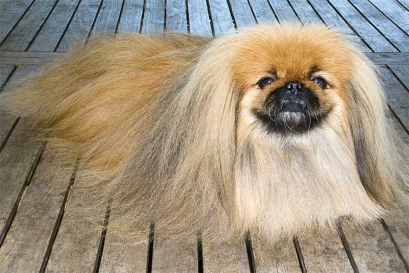Роял Yorkshire Terrier (Йоркширский терьер) пауч