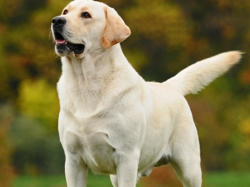 Лабрадор Retriever