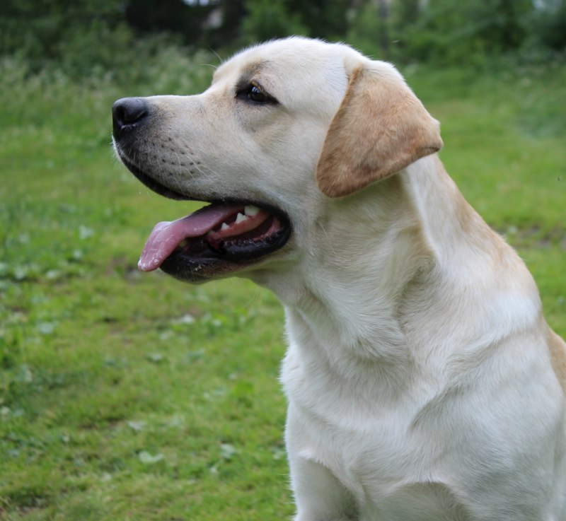 Лабрадор Retriever