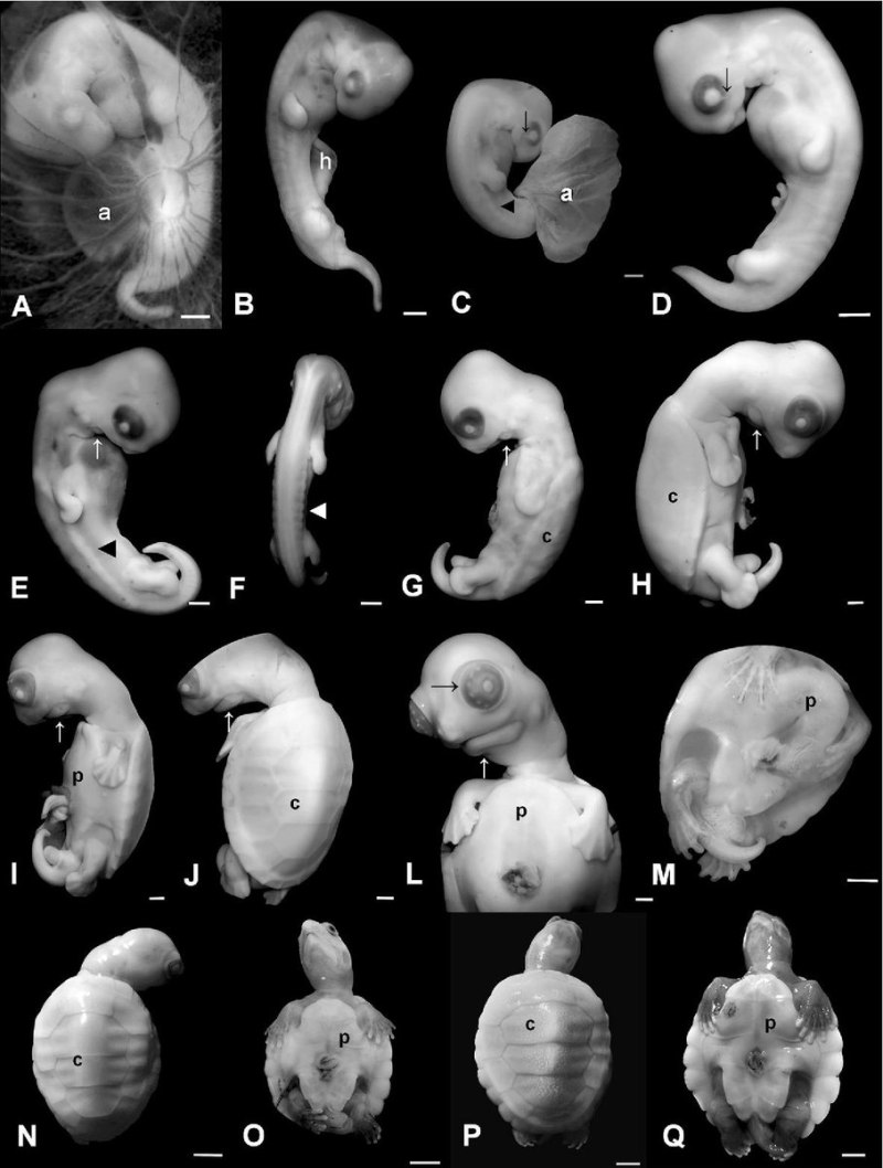 Фото стадии развития эмбриона человека по неделям фото