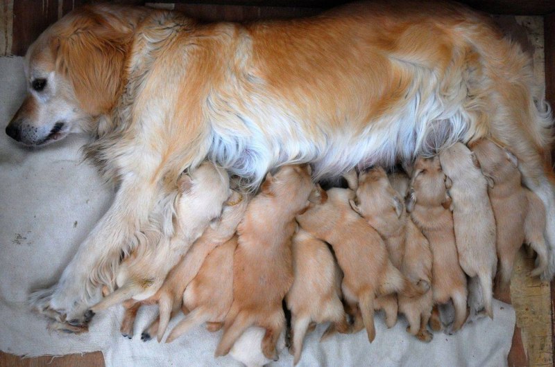 Toxocara canis жизненный цикл
