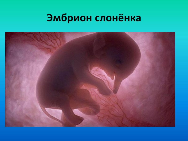 43 День беременности собаки