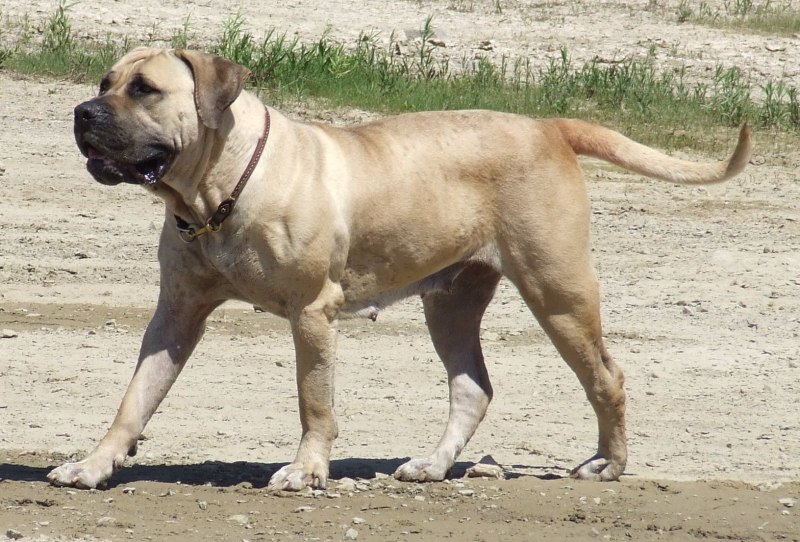 Boerboel / Boer Mastiff