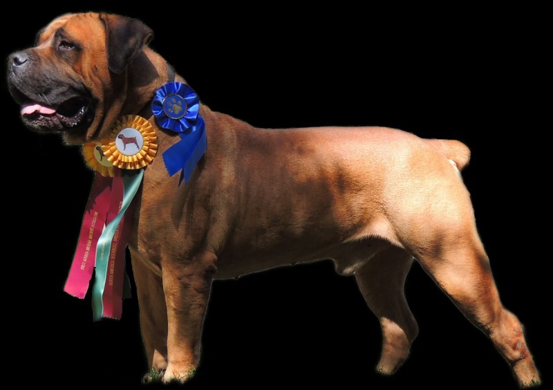 American Mastiff