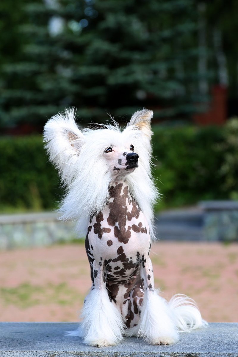 Китайская хохлатая собака длинношерстная