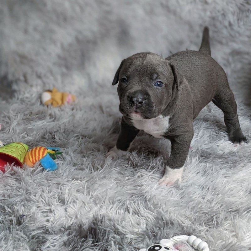 Pitbull Terrier Yavru