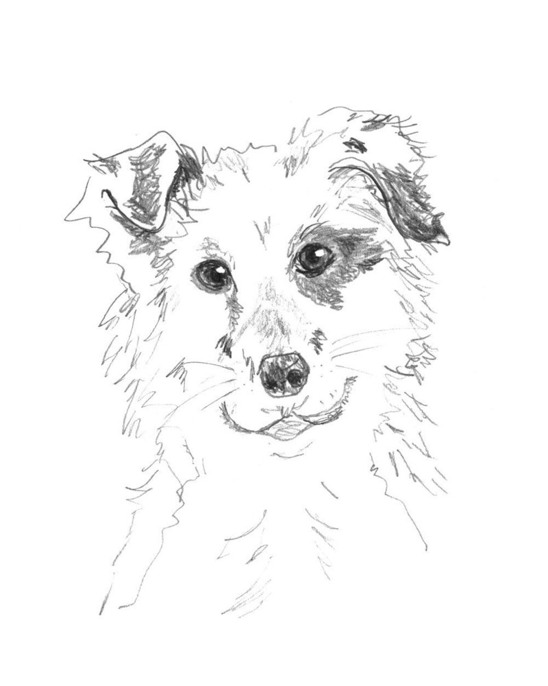 Собака дворняжка рисунок