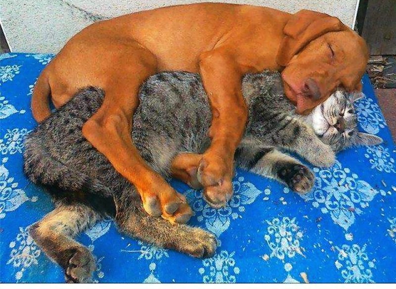 Кошки и собаки приколы