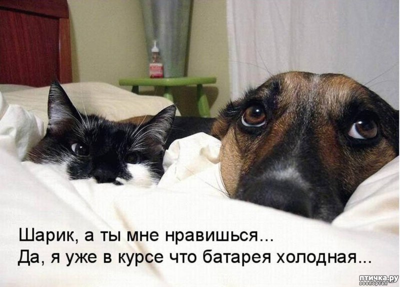 Милые французские бульдоги