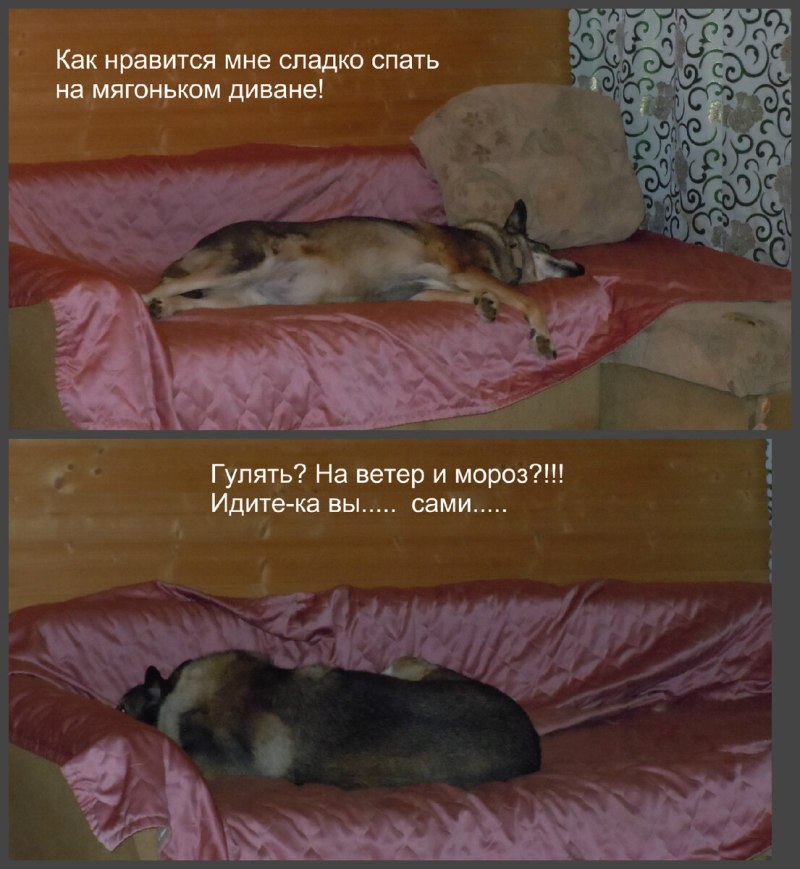 Сонные сиба ину