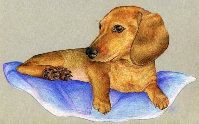 Такса для срисовки