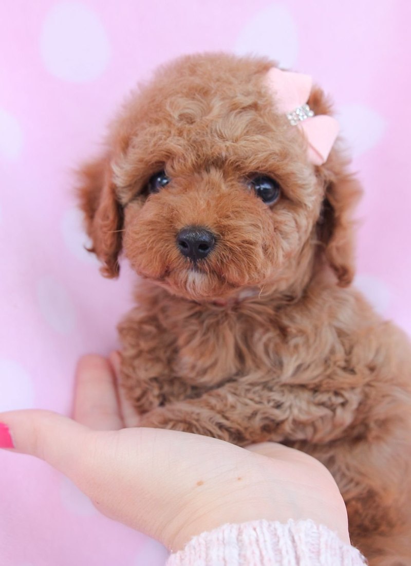 Toy Poodle собака