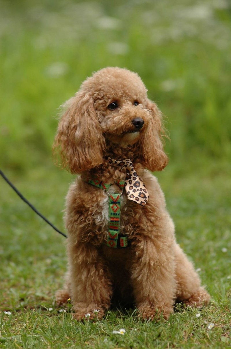 Remy Red Poodle