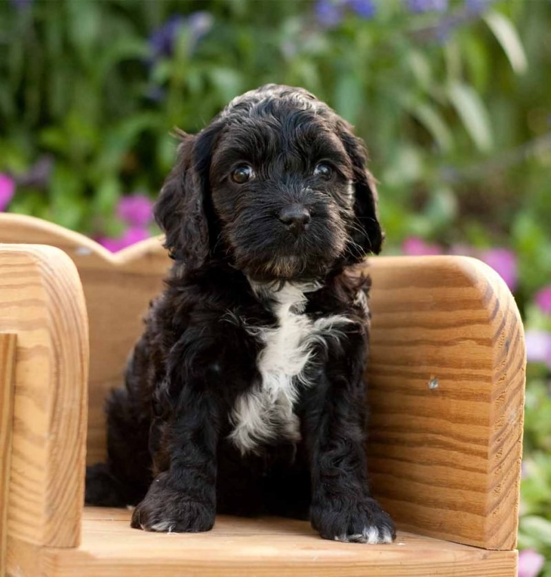 Кокапу (Cockapoo)