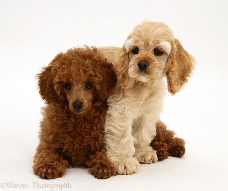 Cockapoo (помесь кокер-спаниеля и пуделя)