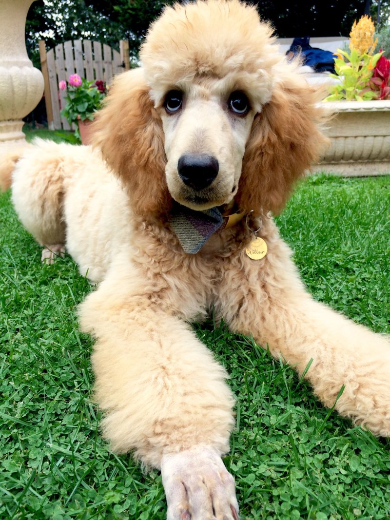 Cockapoo морда