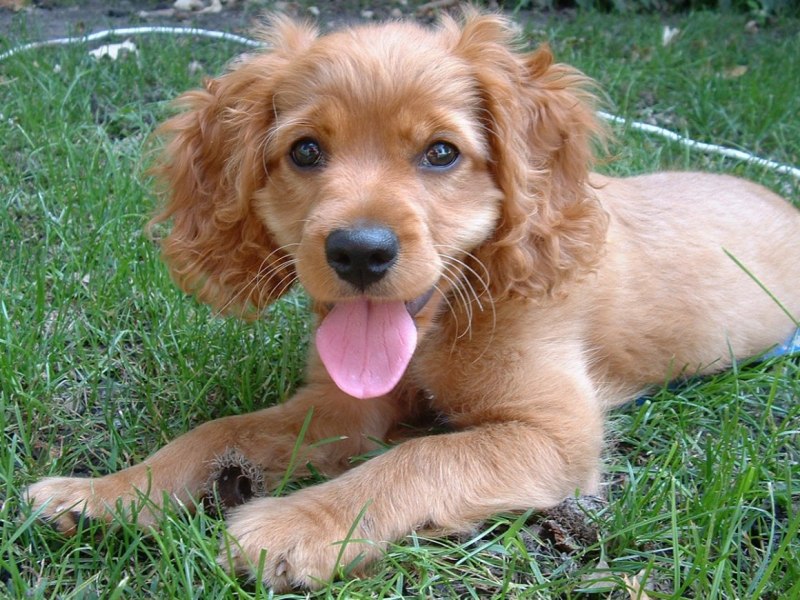 Cockapoo порода собак