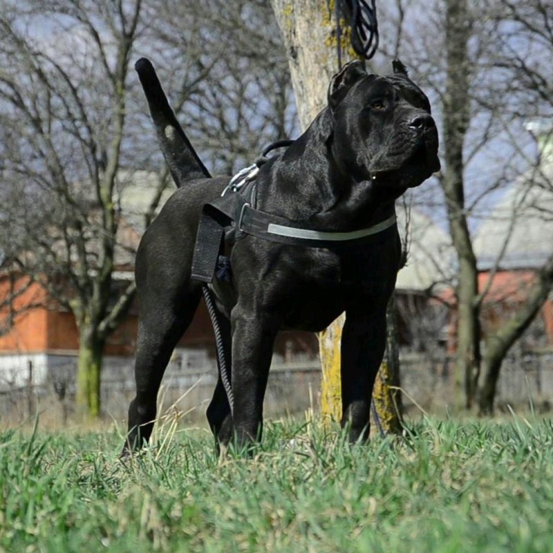 Канарский мастиф