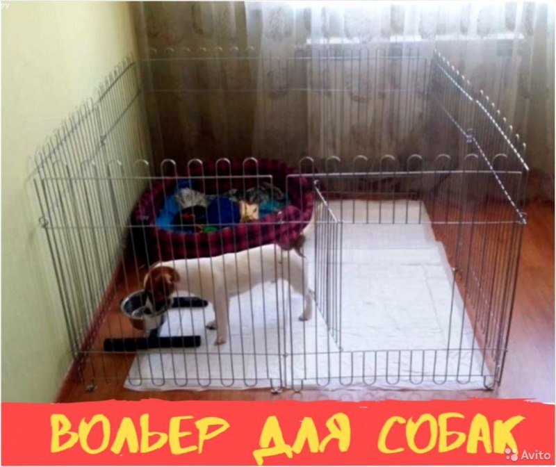Вольер для щенков Джек Рассела
