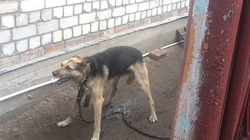 Эпилептические судороги у собаки