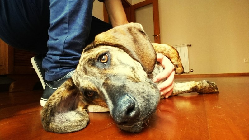 Судороги у собаки причины