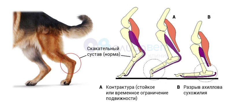 Лапу лапу