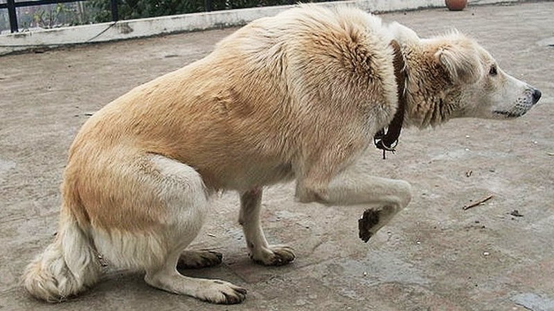 Дисплазия коленного сустава у собак