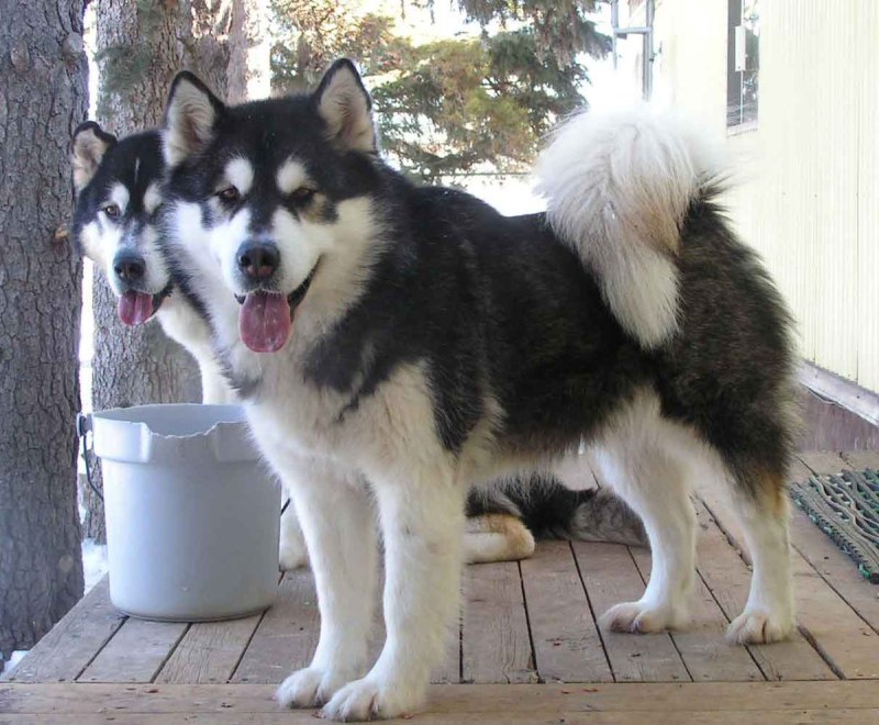 Кли Кай и хаски