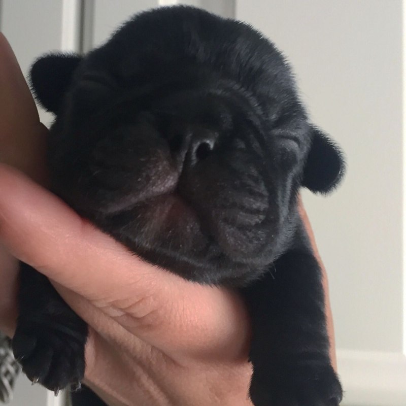 A Dog mayor
