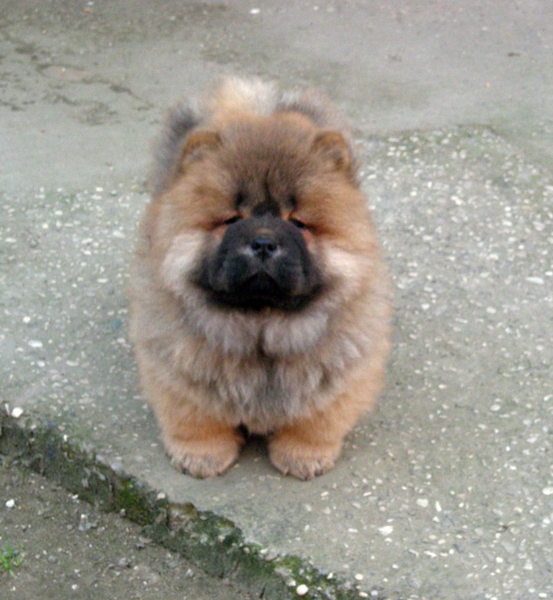 Чау чау и корги