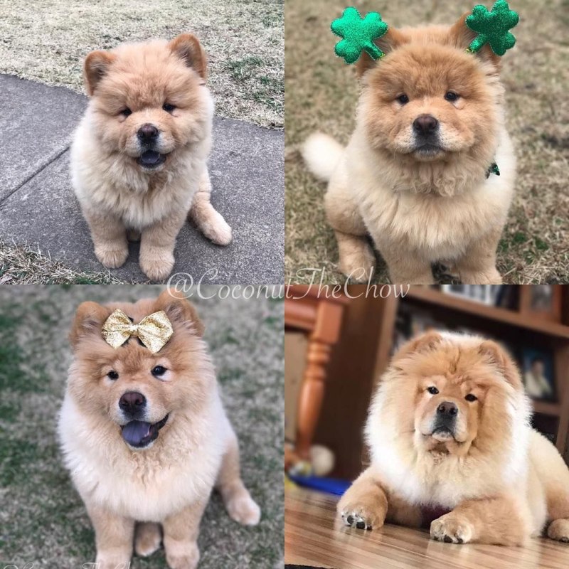 Чау чау малыш