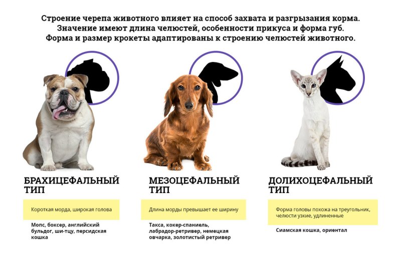 Бигль и французский бульдог