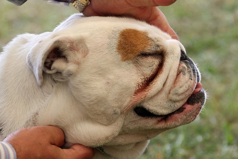 Brachycephalic Dog