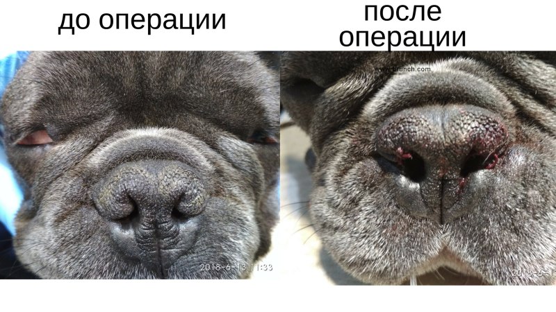 Собаки седеют