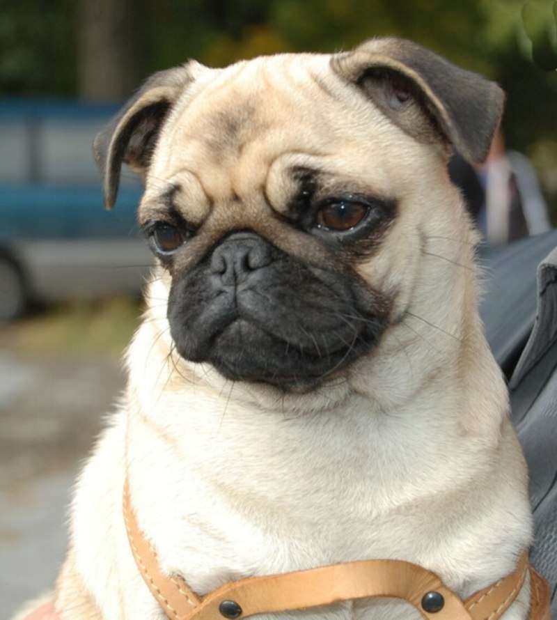 Pug Dog House