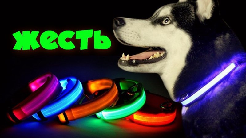 Светодиодные ошейники для хаски
