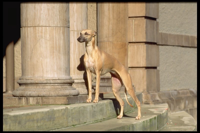 Whippet собака в ракурсе
