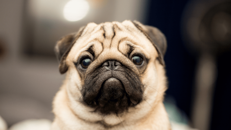 Pug end my suffering