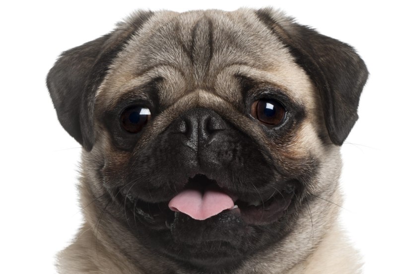 Pug Мопс