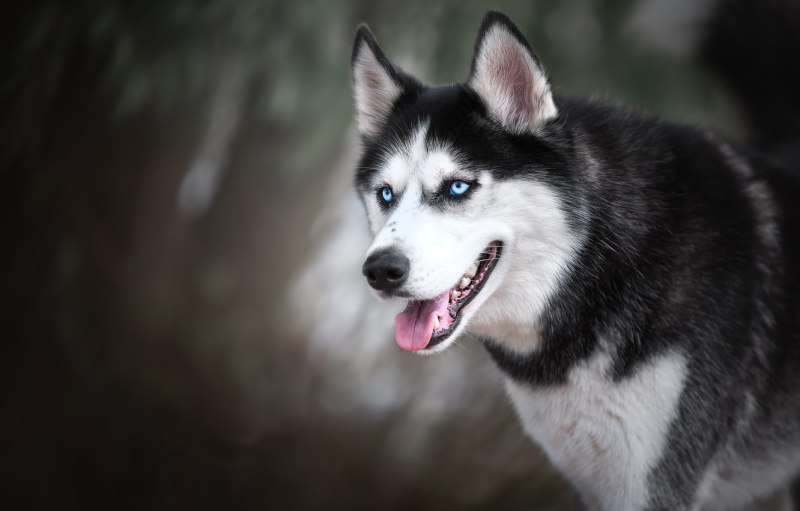 Дог xaski