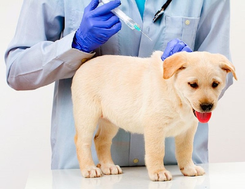 How do Puppies get Parvo