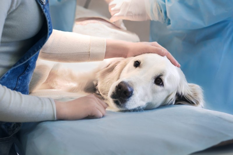 Vaccinations for male Dogs