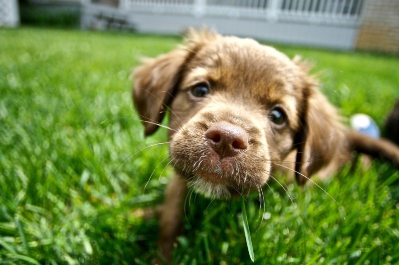 How do Puppies get Parvo