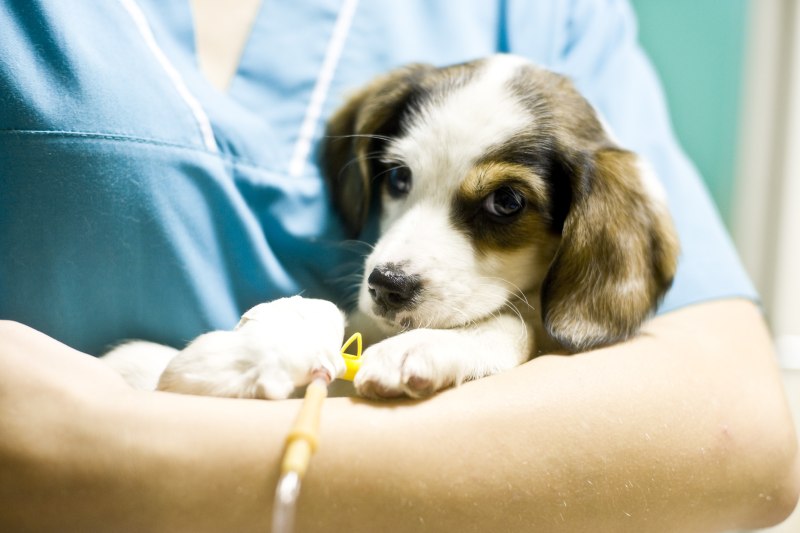 How do Puppies get Parvo