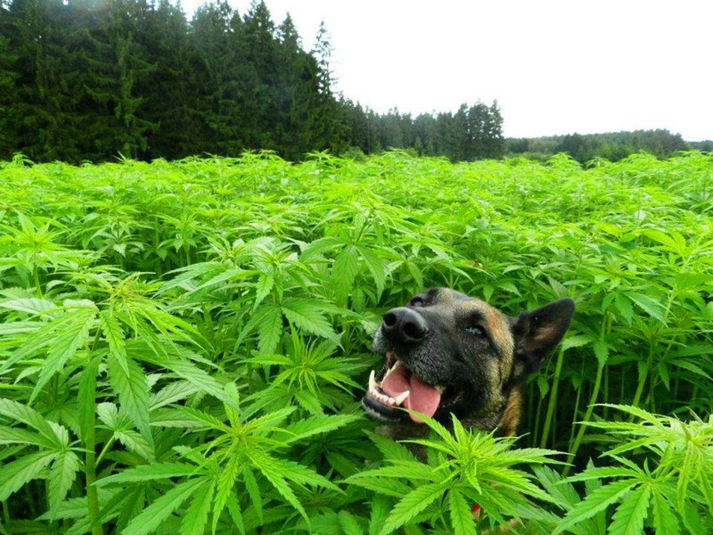 Анаша приколы