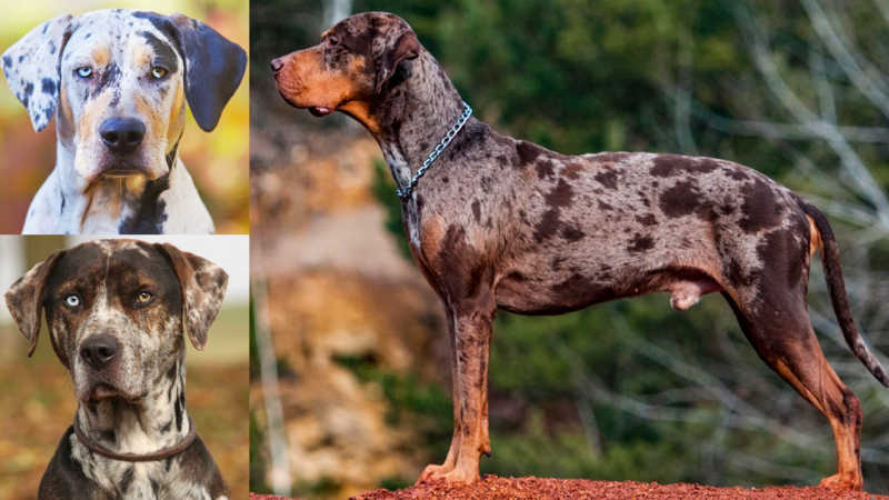 Louisiana Catahoula Leopard Dog
