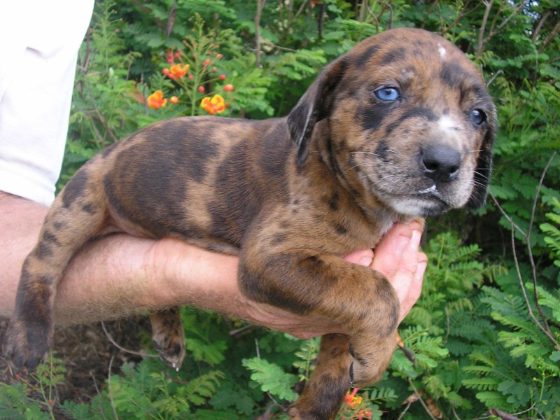 Catahoula cur Dog for sale