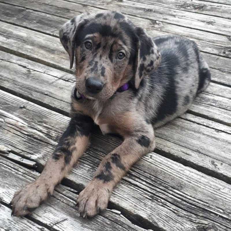 July Hound