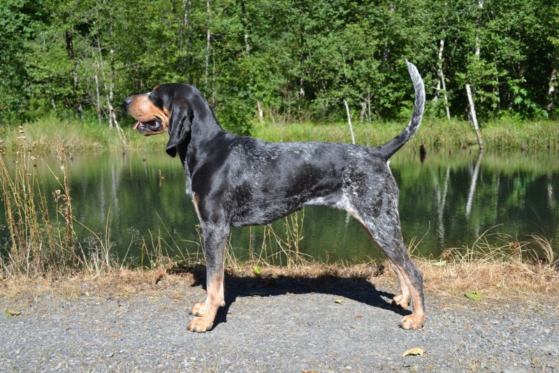 Catahoula cur Dog for sale