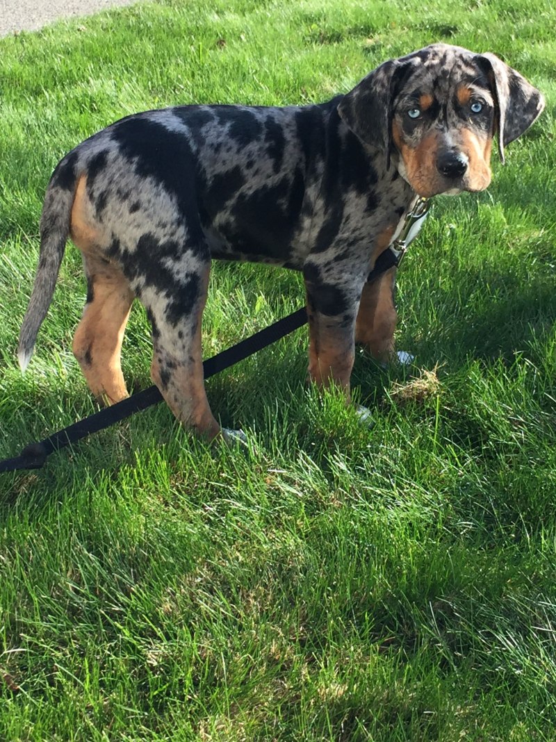 Louisiana Catahoula Leopard Dog